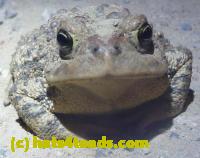 /home//u458753944/public_html/sourcegallery//Roxborough Toad Detour/2013-2019/2013/2013-04-09/P1120065.JPG